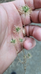 Navarretia intertexta