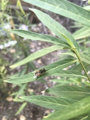 Syrphidae