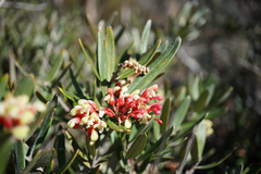 Grevillea aspera