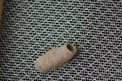 Sceliphron caementarium