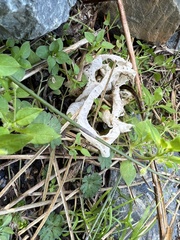 Ileodictyon cibarium