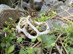 Ileodictyon cibarium