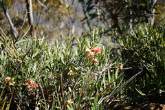 Grevillea aspera