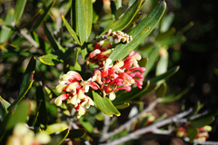 Grevillea aspera