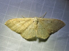 Idaea straminata