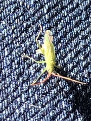 Trigonotylus
