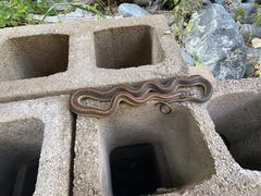 Thamnophis ordinoides