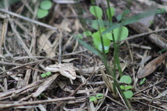 Frederickia nigricomma