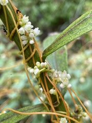Cuscuta gronovii