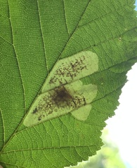 Cameraria corylisella