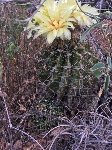 Miniature Barrel Cactus