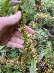 Cuscuta gronovii