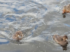Aythya affinis