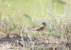 Emberiza citrinella × leucocephalos