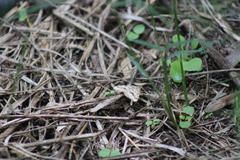 Frederickia nigricomma