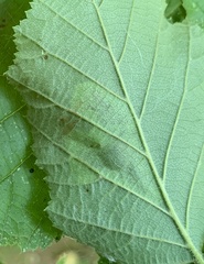 Cameraria corylisella