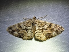 Peribatodes secundaria