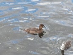 Aythya affinis
