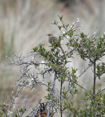 Asthenes maculicauda