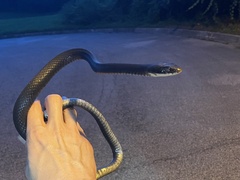 Coluber constrictor priapus