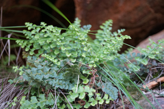 Asplenium subglandulosum