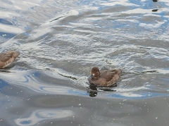 Aythya affinis