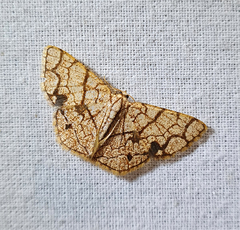 Heterostegane subtessellata