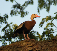 Dendrocygna autumnalis