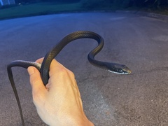 Coluber constrictor priapus