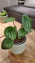 Peperomia argyreia
