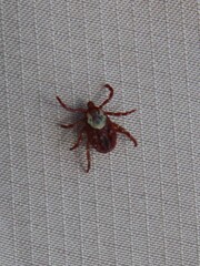 Dermacentor