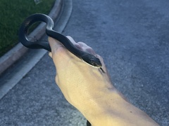 Coluber constrictor priapus