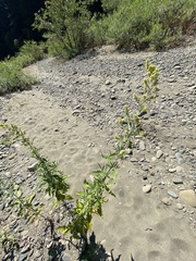 Artemisia douglasiana