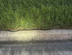 Coluber constrictor priapus