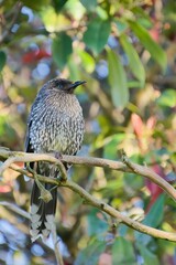 Anthochaera chrysoptera