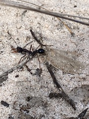Myrmecia