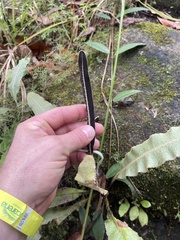 Elaphoglossum