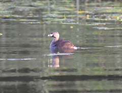 Podilymbus podiceps