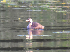 Podilymbus podiceps