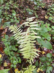 Homalosorus pycnocarpos