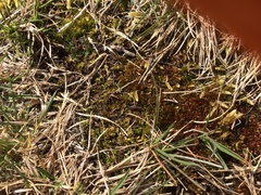 Funaria hygrometrica