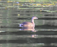 Podilymbus podiceps
