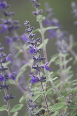 Salvia melissodora