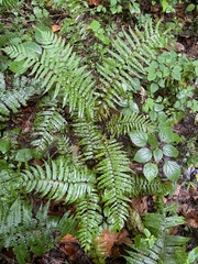 Homalosorus pycnocarpos