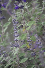 Salvia melissodora