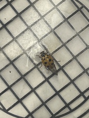 Hippodamia tredecimpunctata