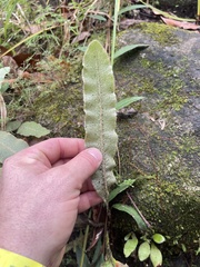 Elaphoglossum