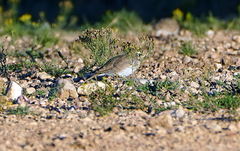 Eremophila alpestris