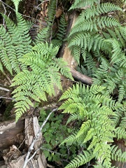 Dryopteris expansa
