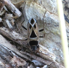 Xanthochilus